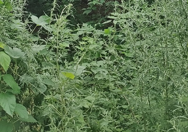 东戴河