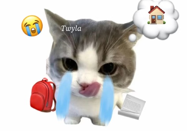 1日游