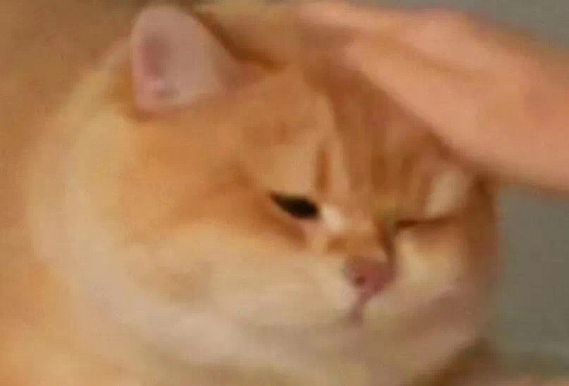 两只猪的襄阳3天2夜