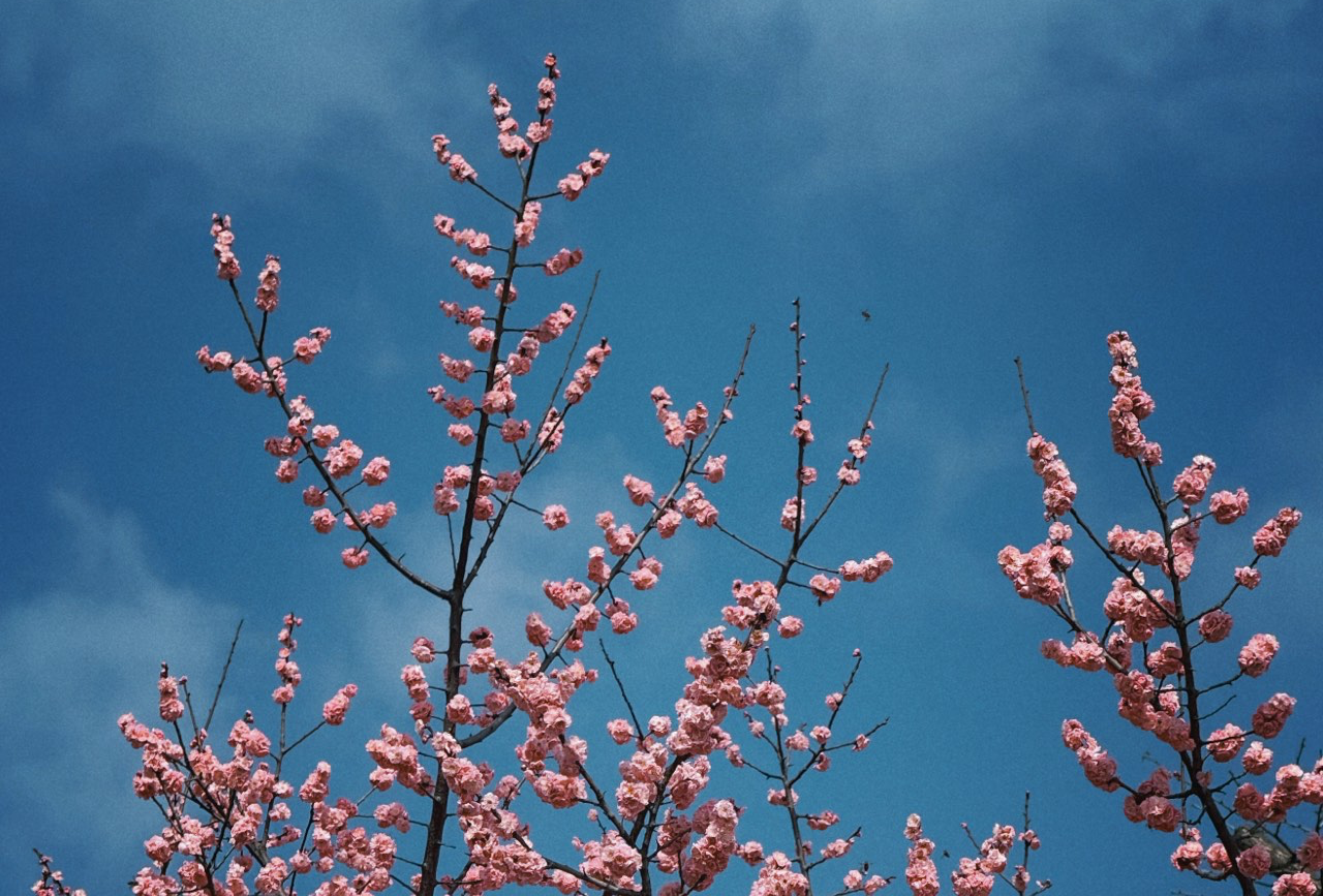 攀枝花