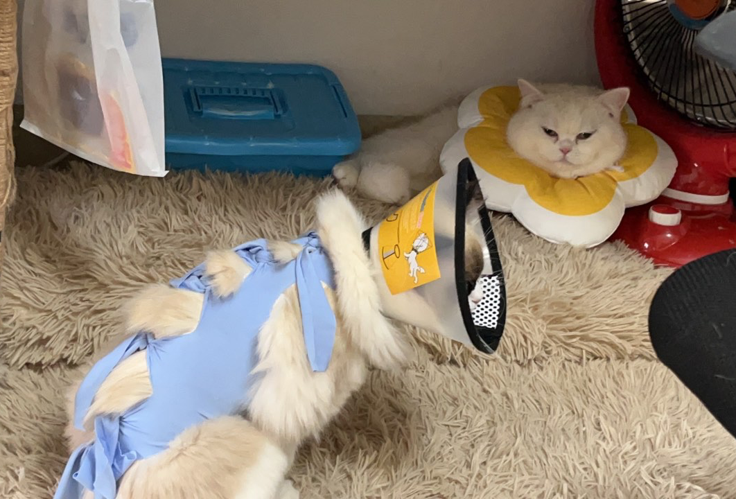 小刘辞职就自驾