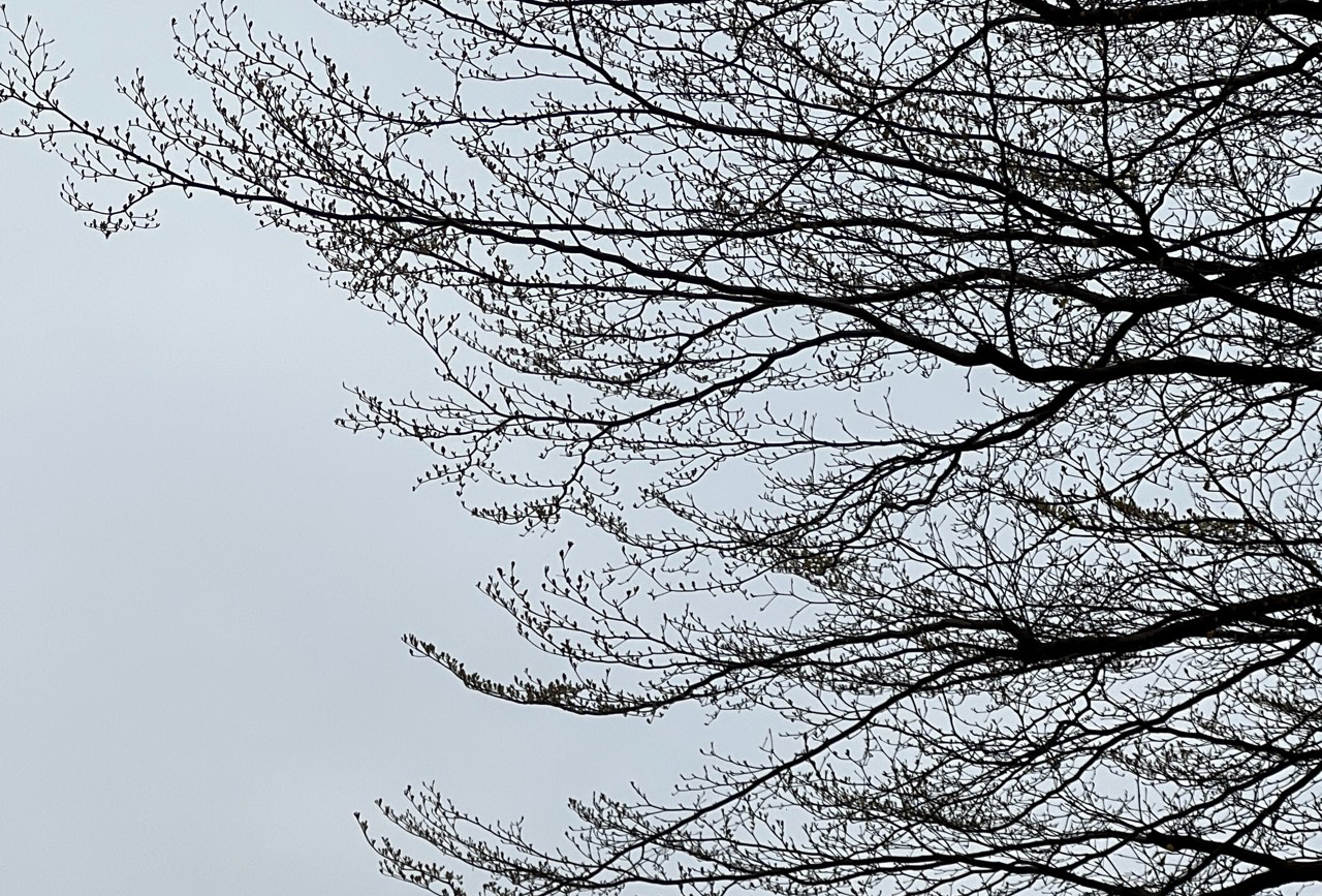 日本