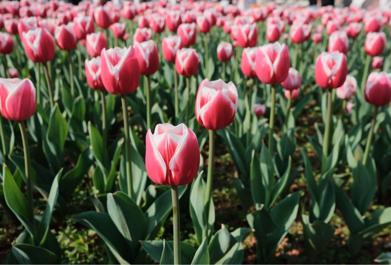 黄山周边3日两晚游