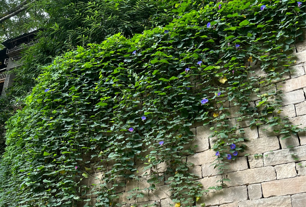 京都岚山一日游