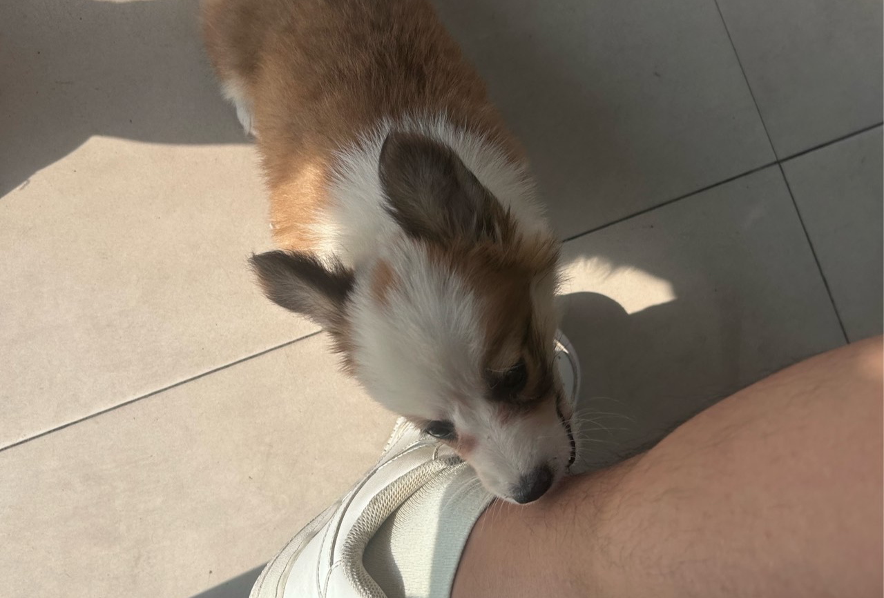 日照