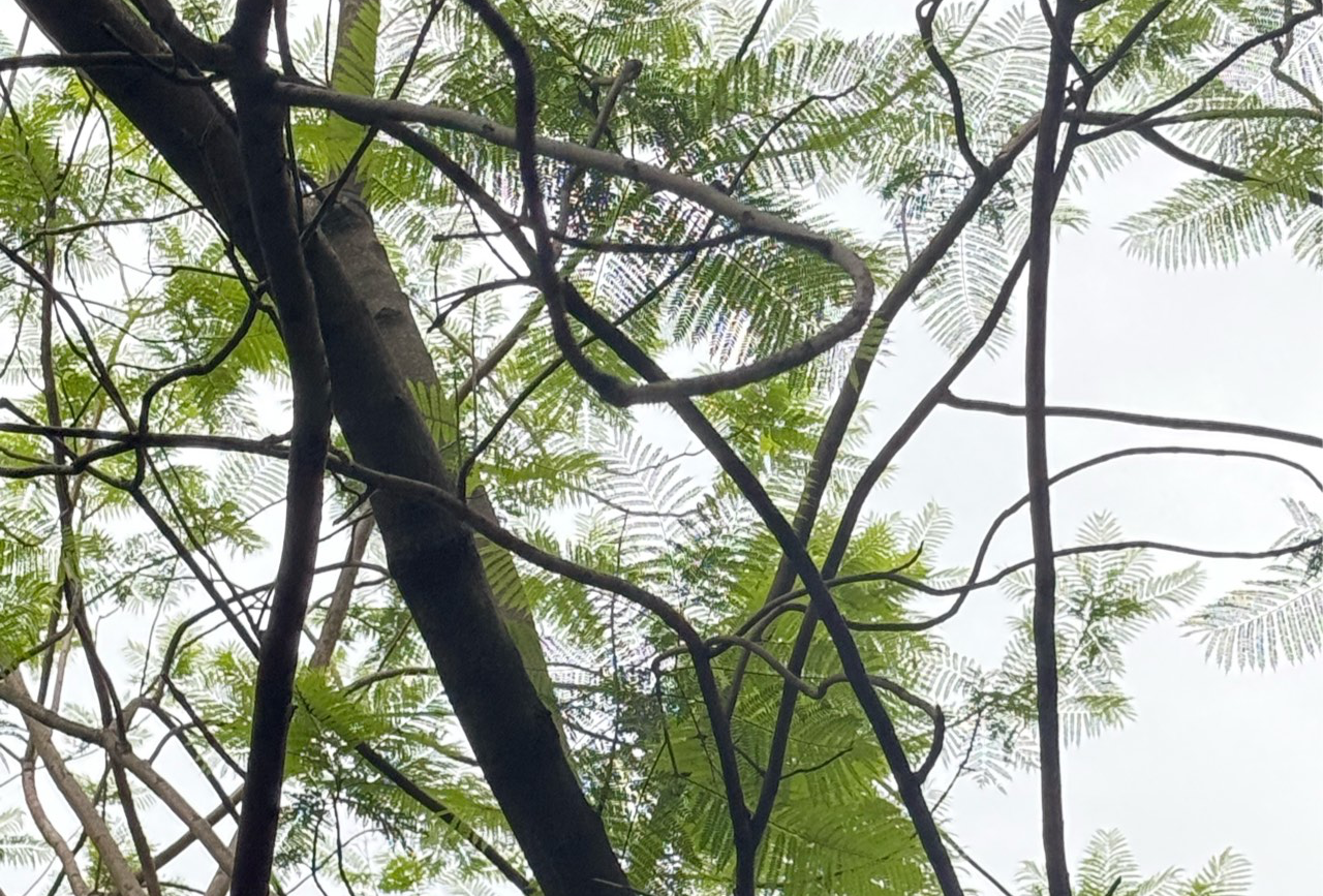 岚和凤的普洱之旅