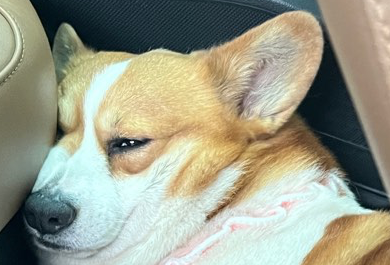 德阳一日吃吃吃