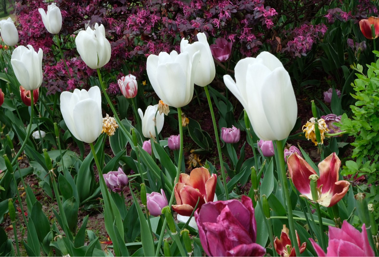 AmberQ的日照旅游图