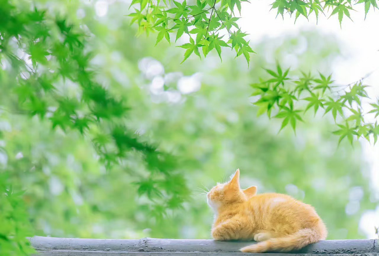 英国十一充电行