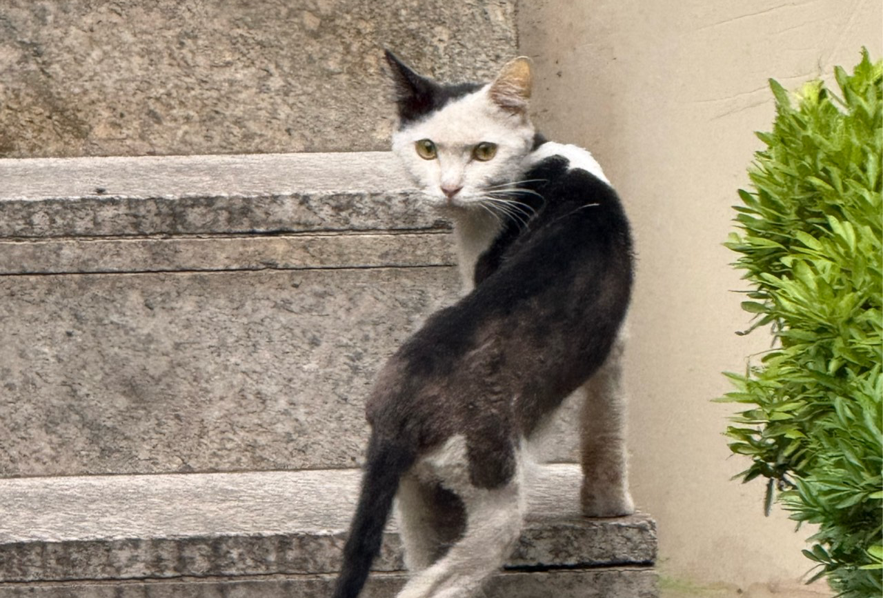 桐梓