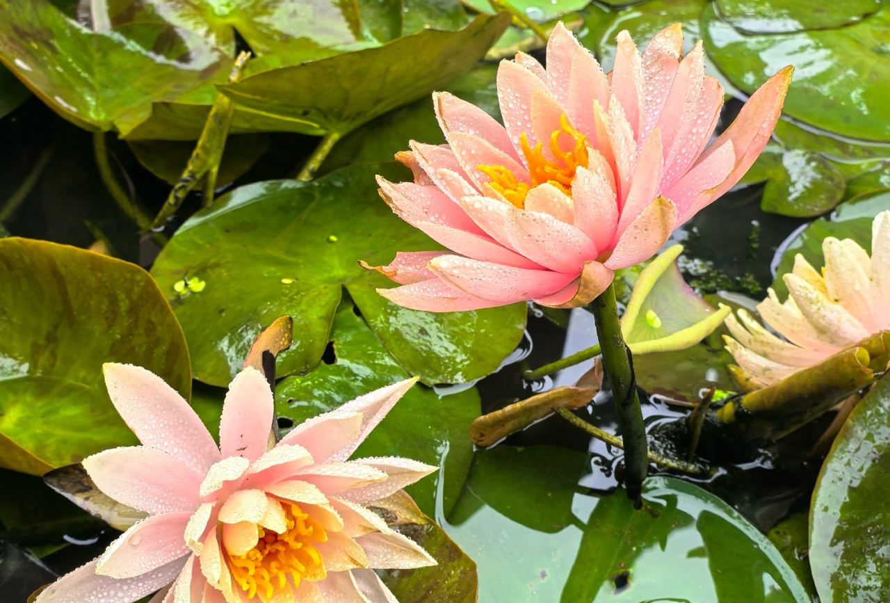 凤凰古城八月游