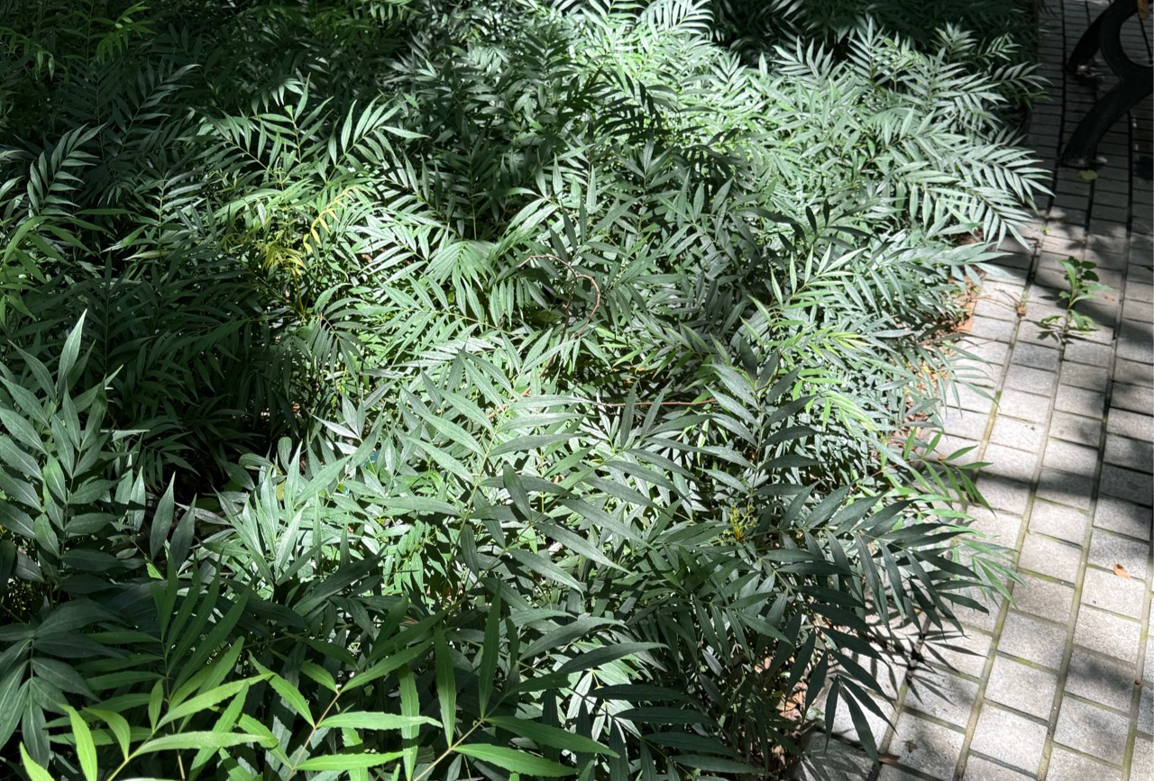 普洱、西双版纳