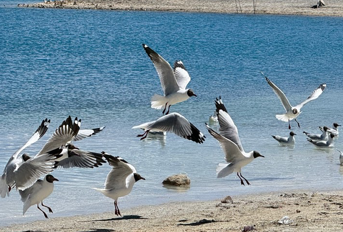 英国伦敦-白崖-爱丁堡