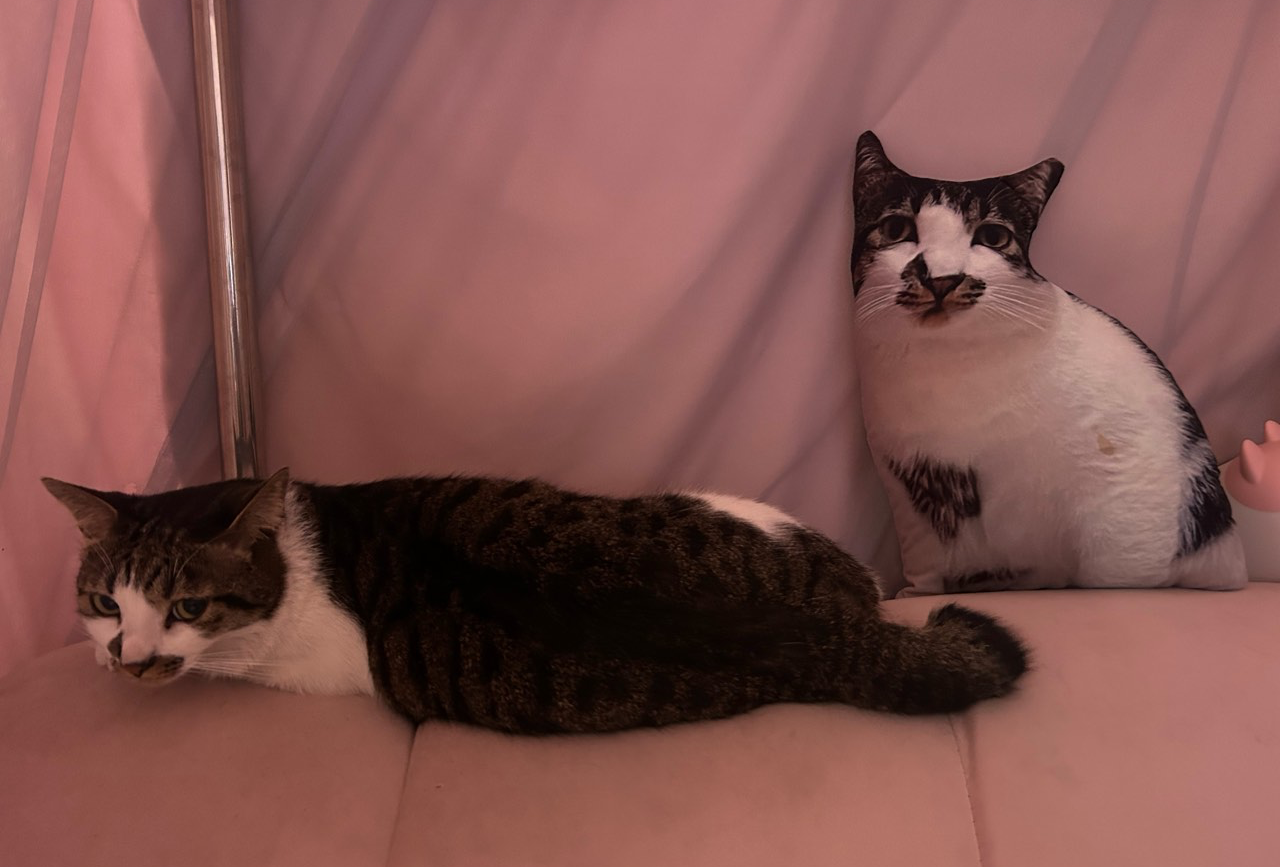 小狗虾米双人出行