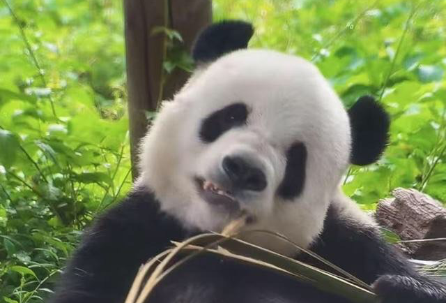 沙县