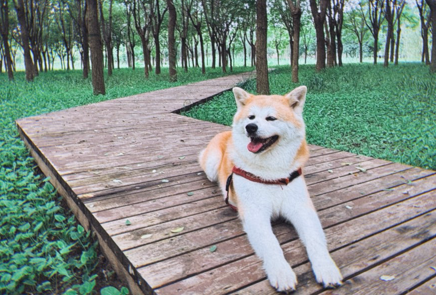 5天4夜东京富士山随心游