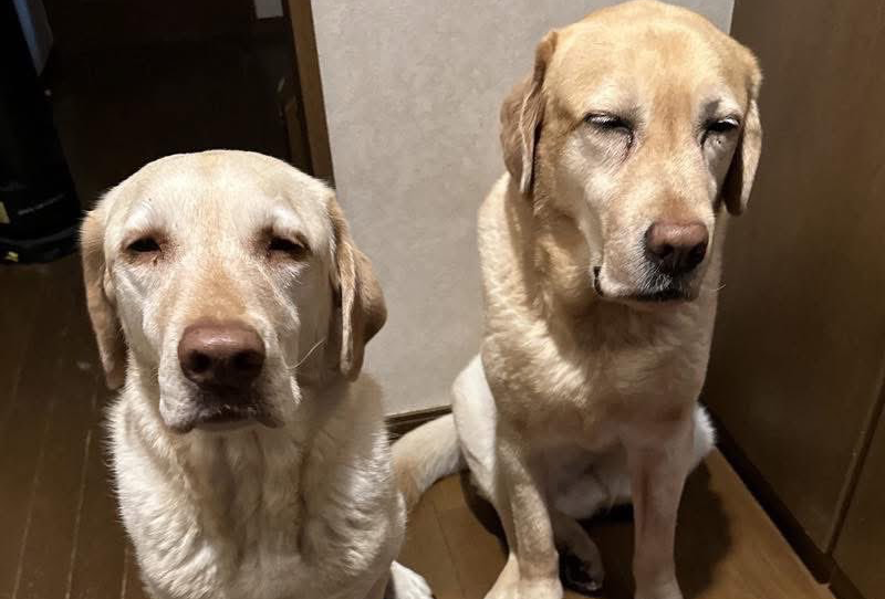 一个人的京都行