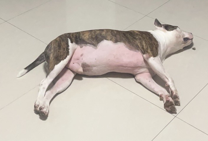 贝勒的十一皖南行