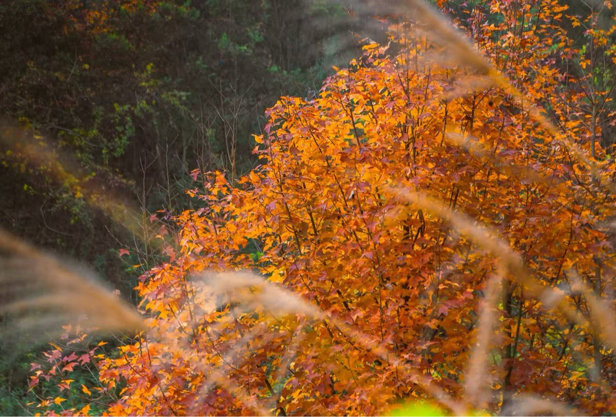 跟着我吃—桐梓之旅