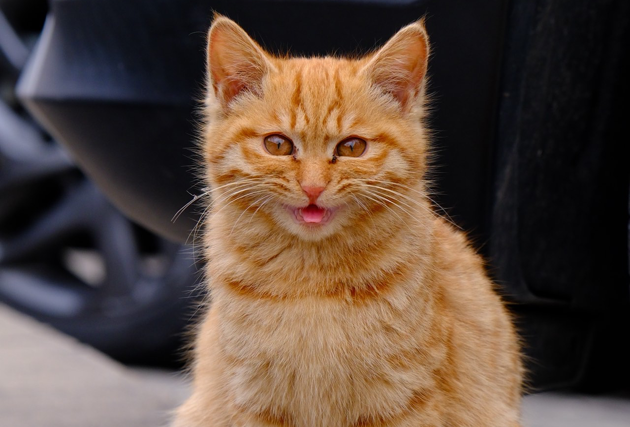 顺德二天半之行