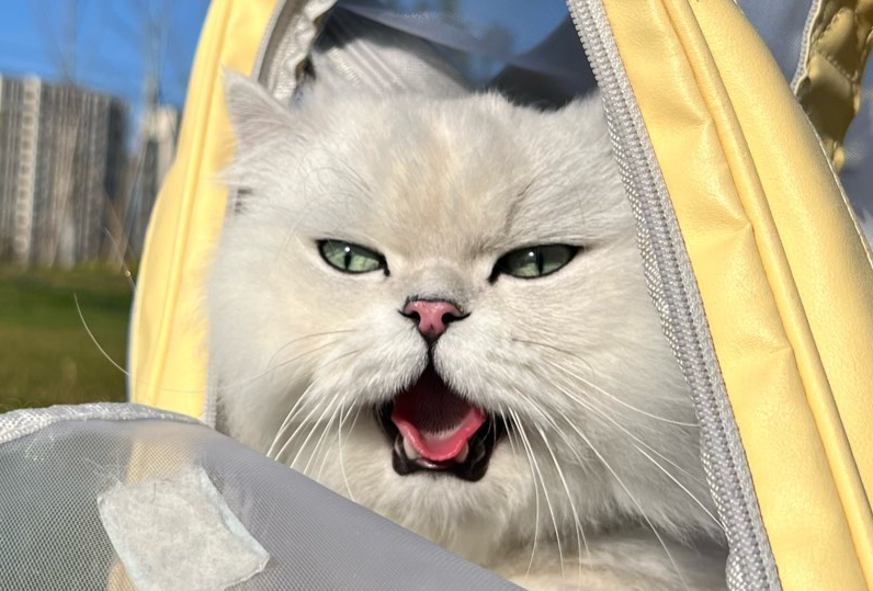 新西兰旅游攻略