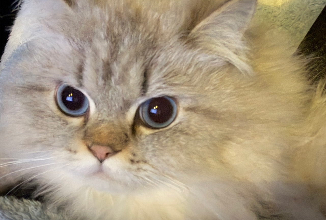 乐山美食地图周末特种兵