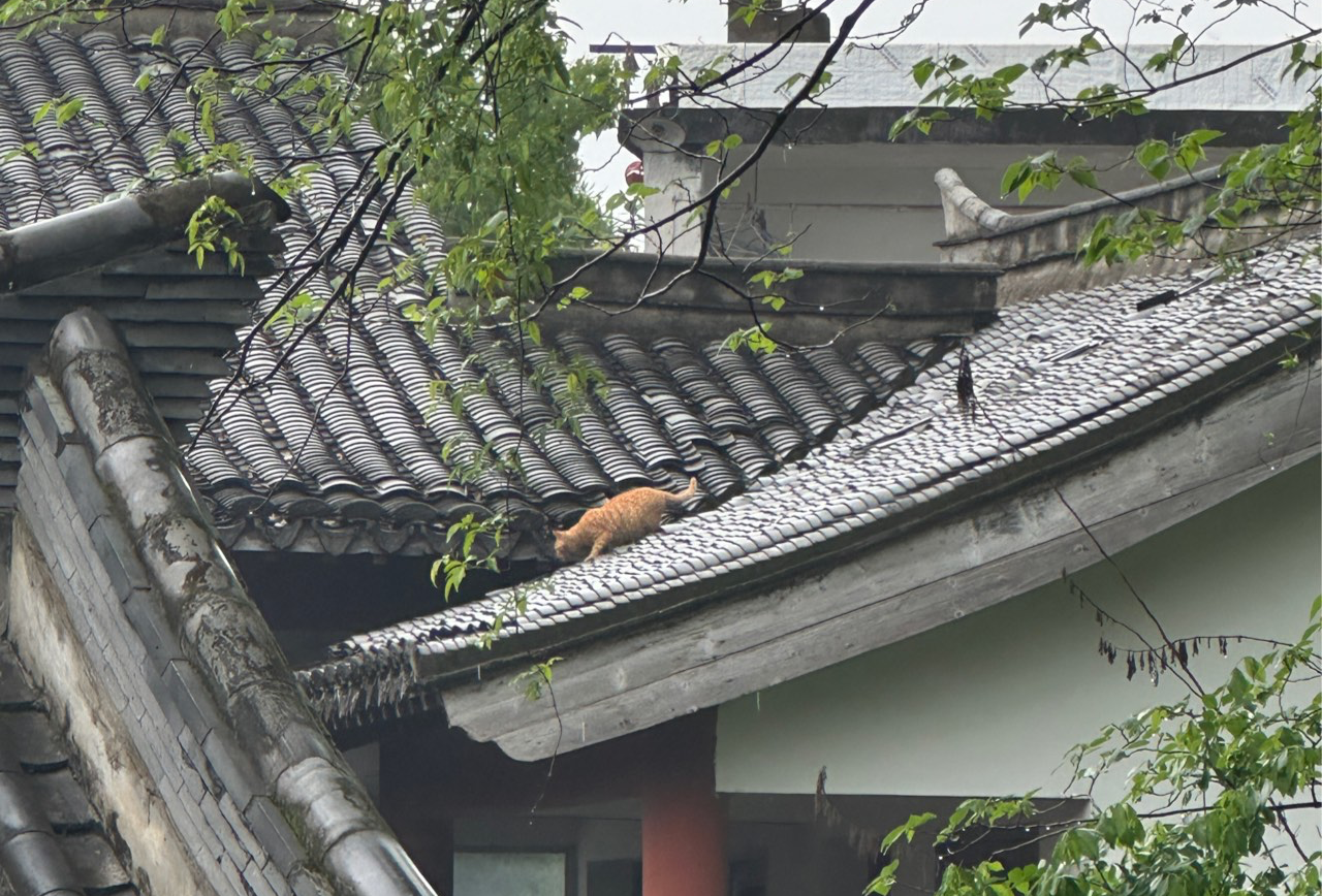 临海雨天漫步一日游