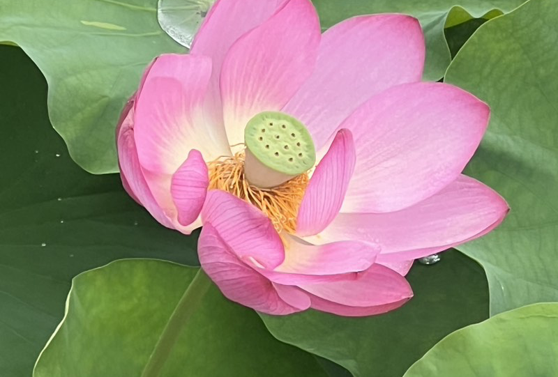 银川