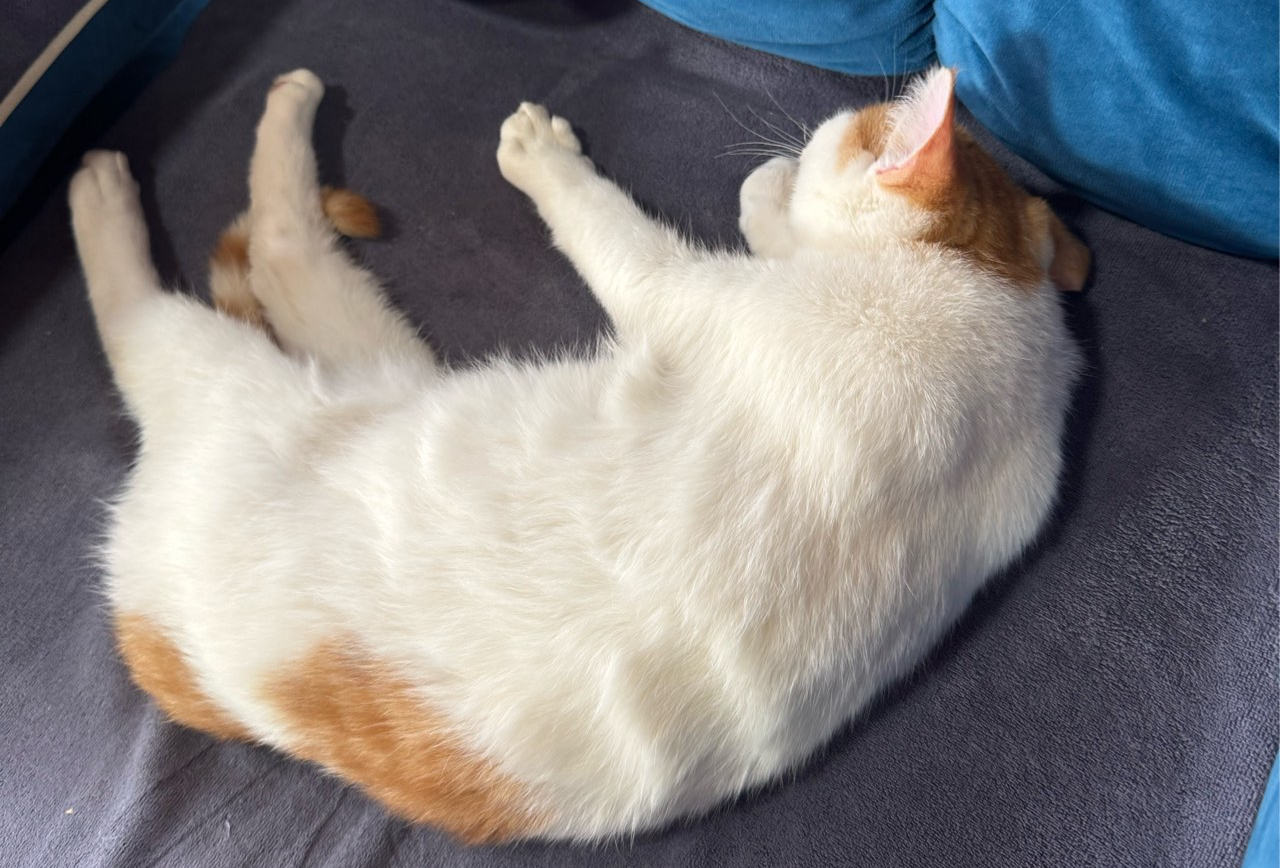 ヤバT