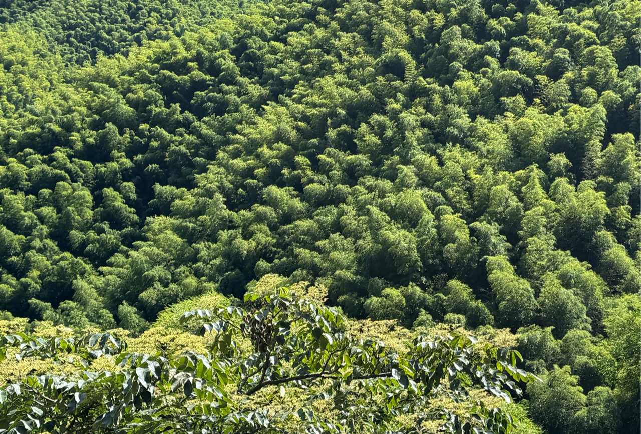 莫干山