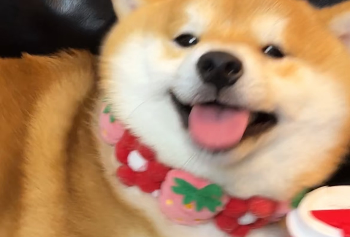 悉尼