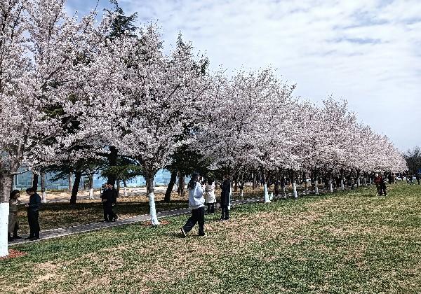 天津海棠节
