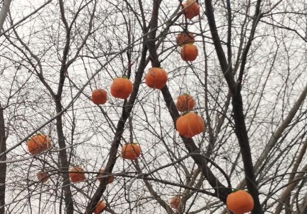 蚌埠市特种兵1日游