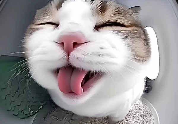 晋江米西米西