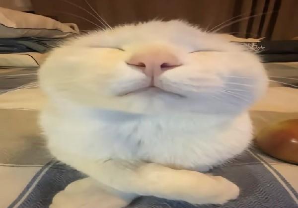 老广嚼嚼嚼