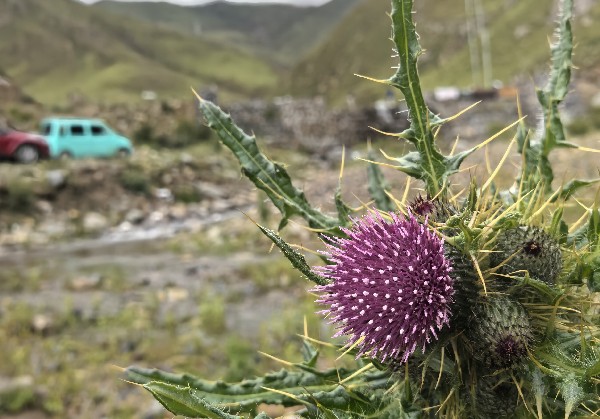 林芝