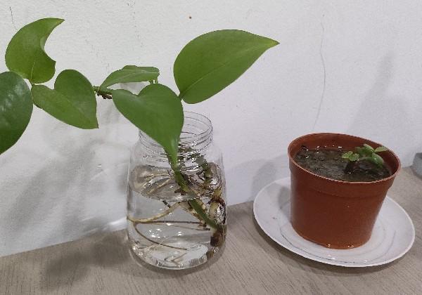 十一月寻事历史