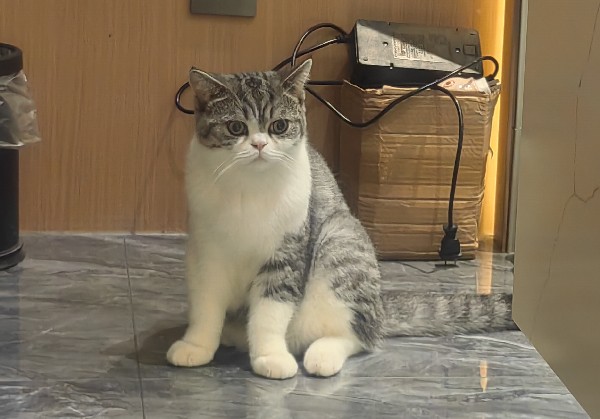 绵阳
