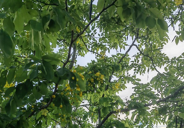 意大利