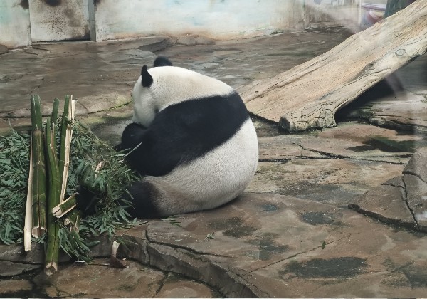 大连