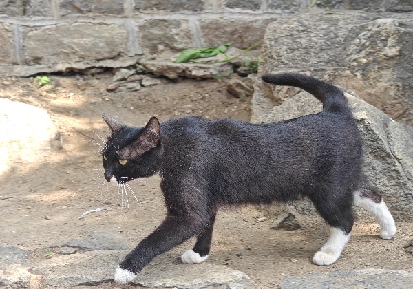 青甘