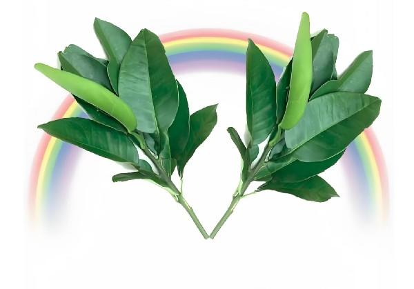 西双版纳，普洱攻略