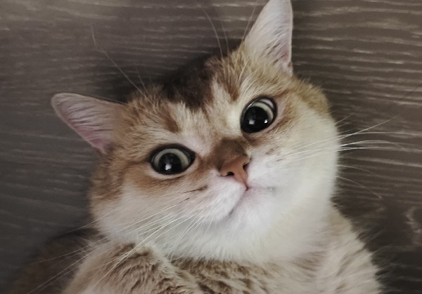 凯里
