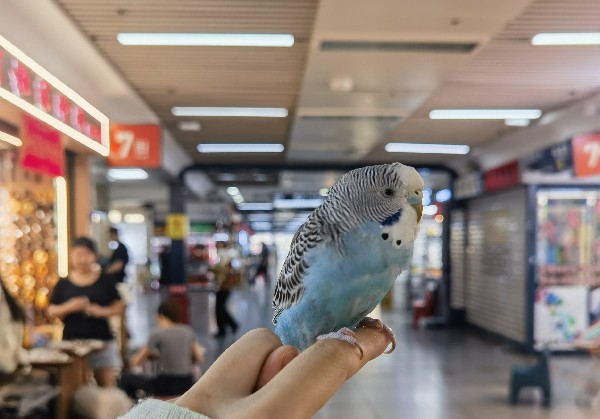 嵊州