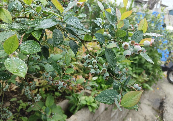 温州游