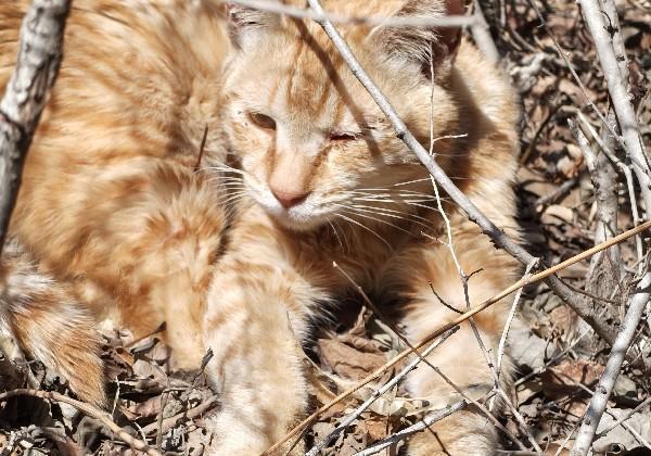长春