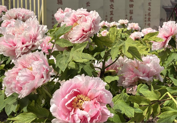菏泽