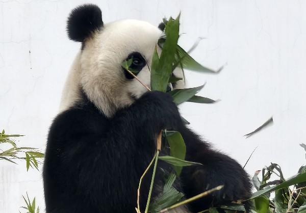 猪猪的岳阳地图