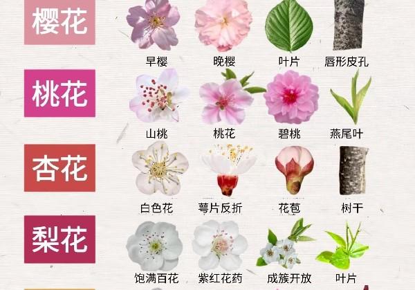 淄博