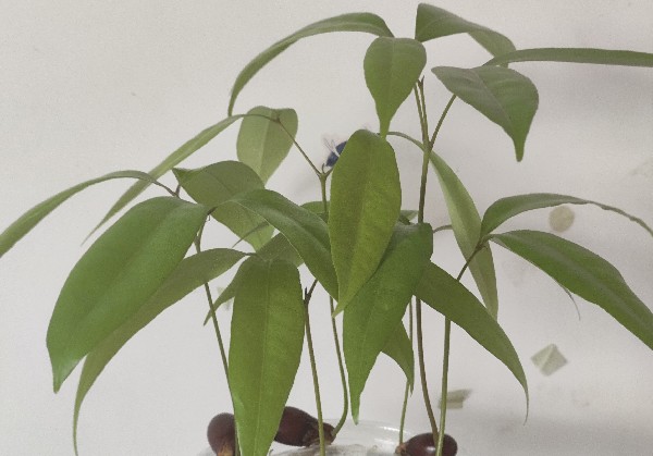 贵州毕节
